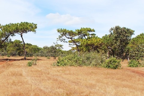 san golf Dak Doa anh 1