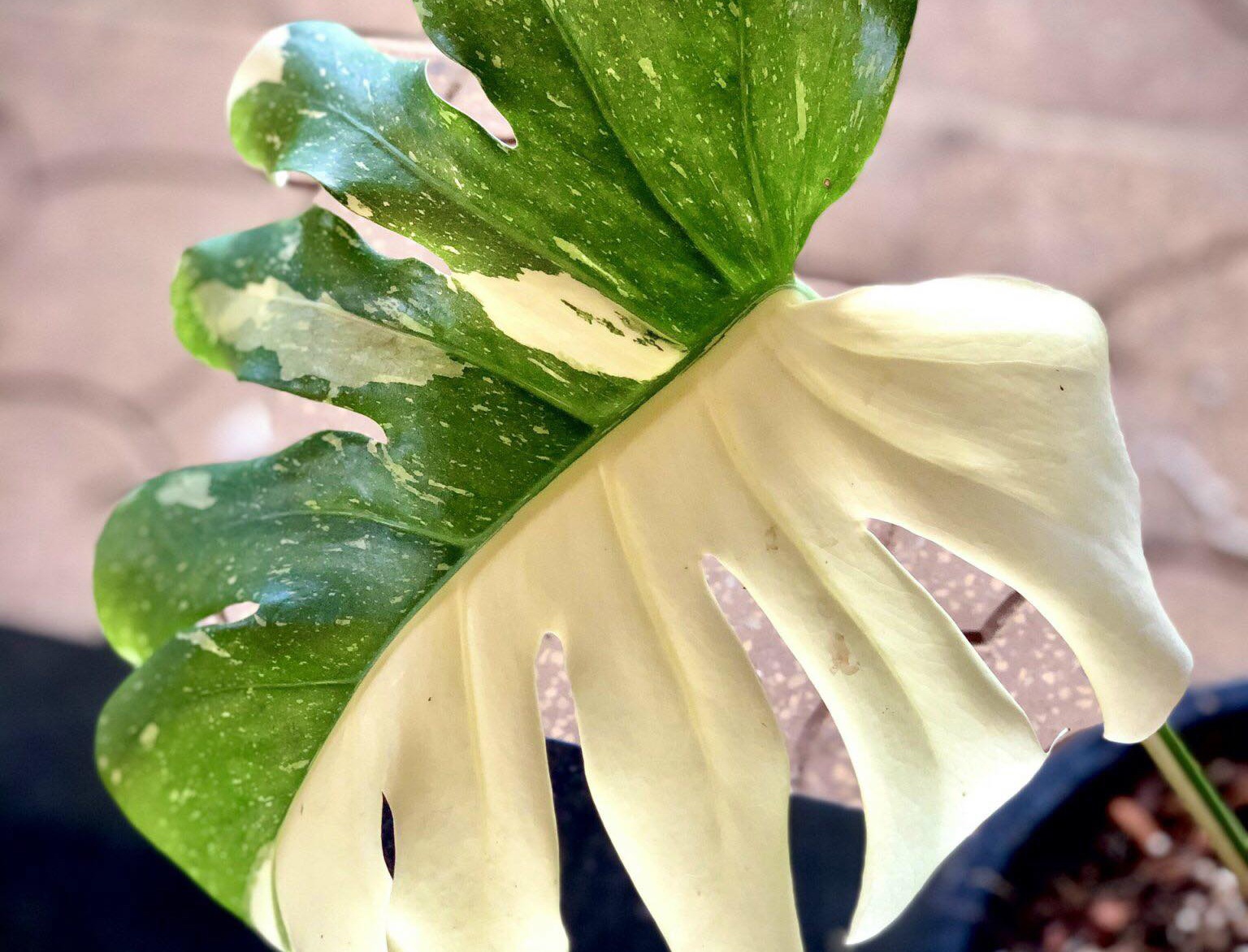 Nua ty dong mot la cay kieng dot bien hinh anh