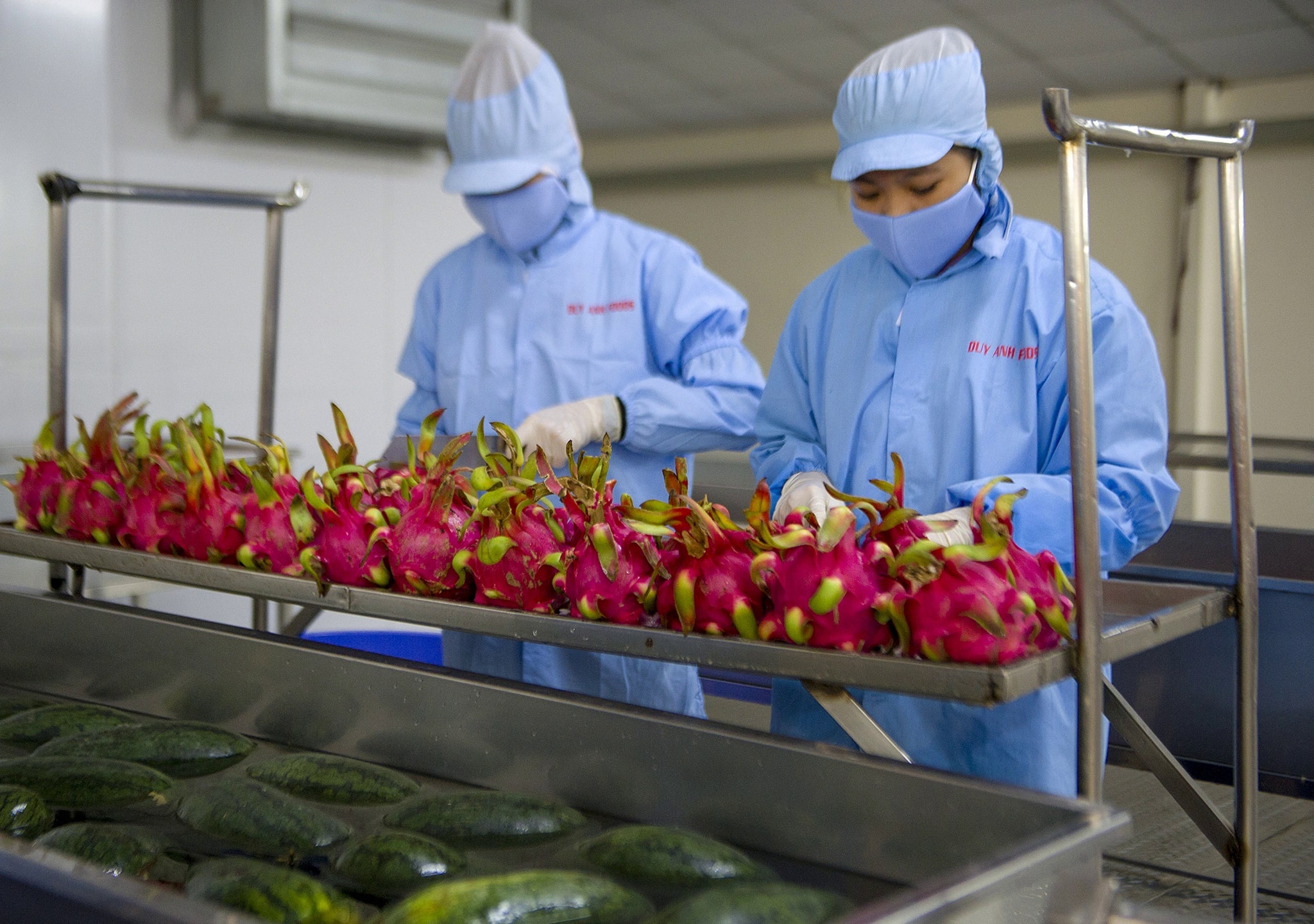 Tap nap dau tu nha may che bien rau qua hinh anh