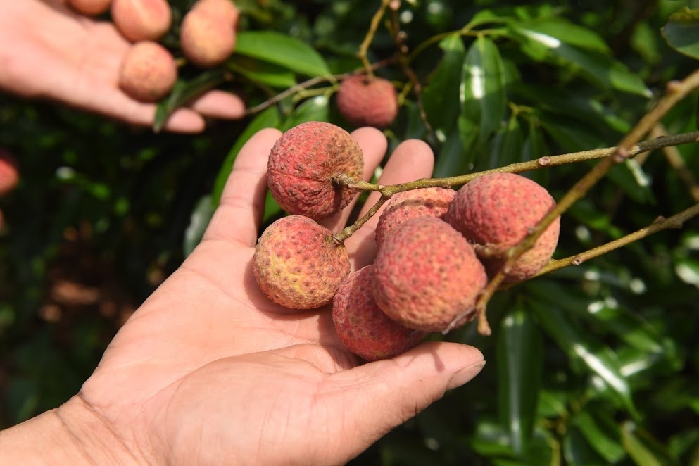 Cac sieu thi vao cuoc thu mua vai thieu hinh anh