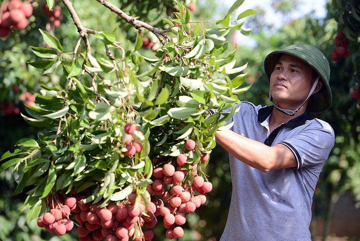 Uu tien cap C/O cho nong san xuat khau hinh anh