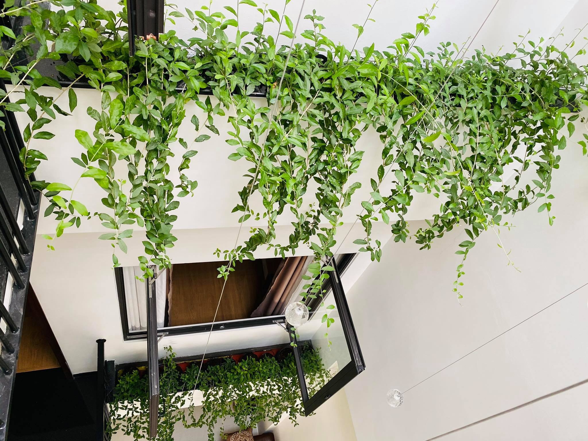 Chi tien trieu choi cay canh thoi gian cach hinh anh