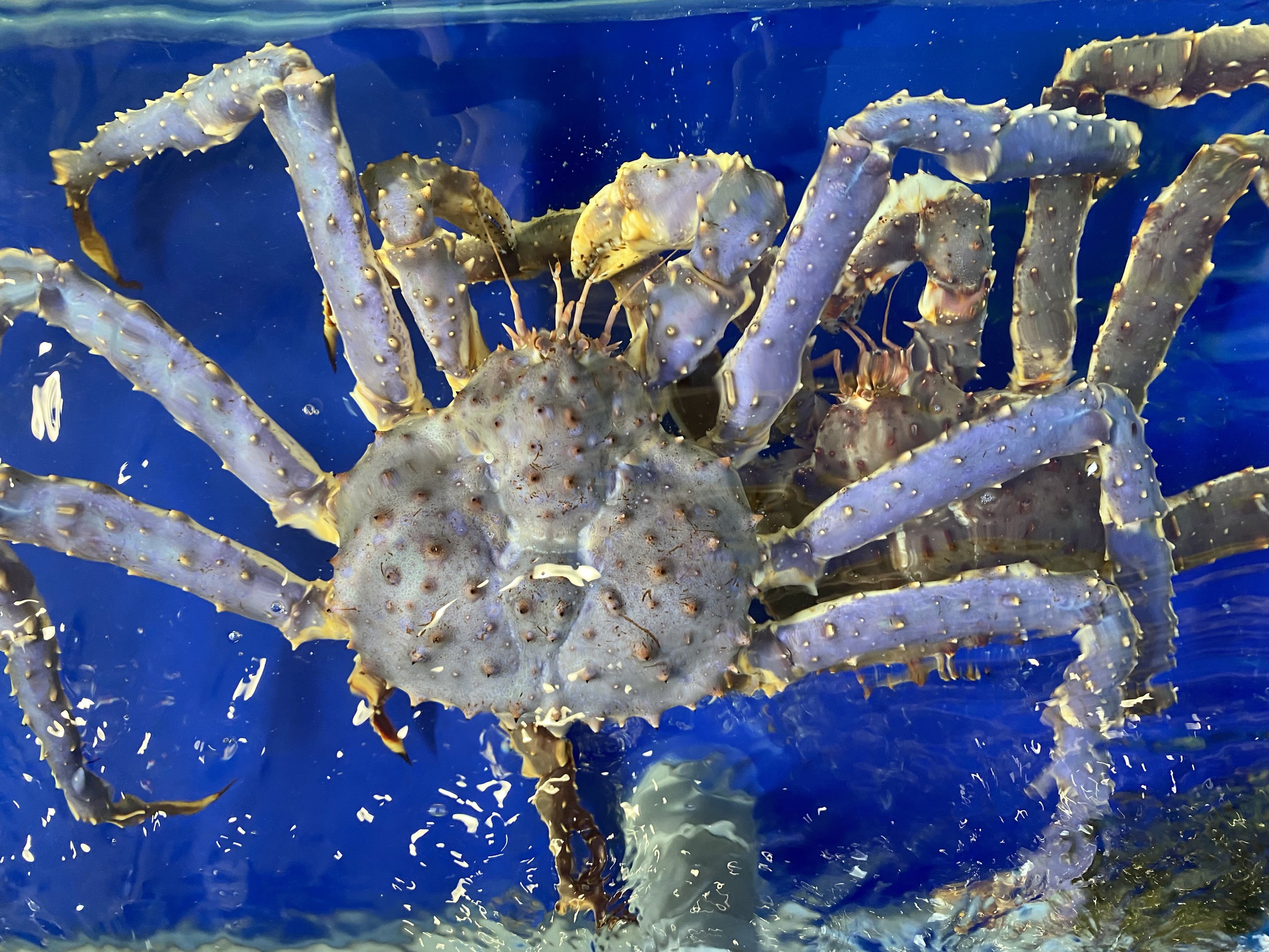 Xuat hien cua hoang de tim nhap khau vao Viet Nam hinh anh