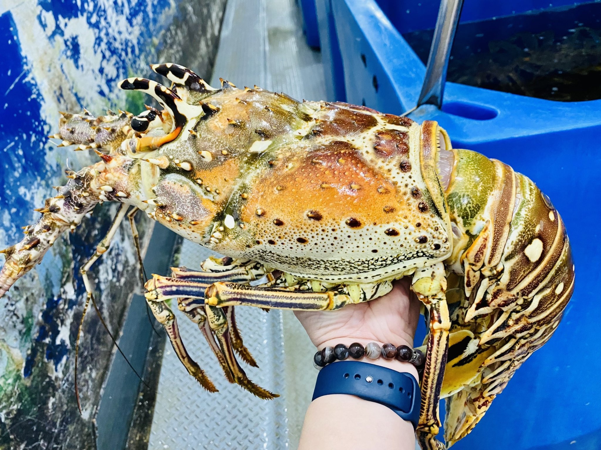 Chi tien trieu mua tom hum Caribbean, cua hoang de an Tet hinh anh