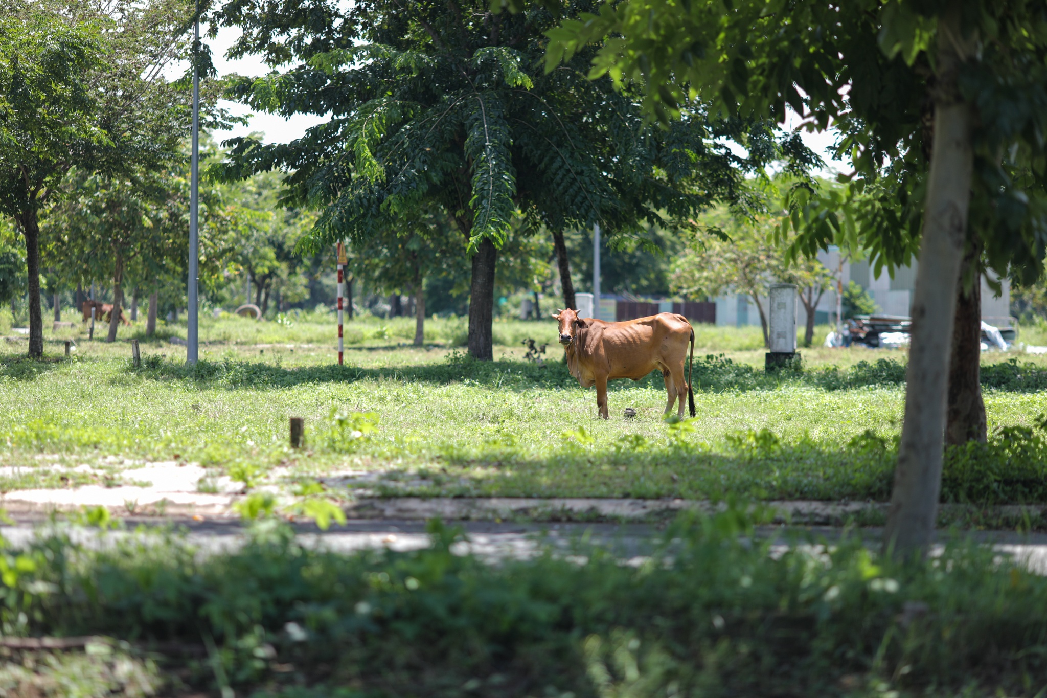 5 tuyen duong chua duoc nang cap o TP Thu Duc anh 8