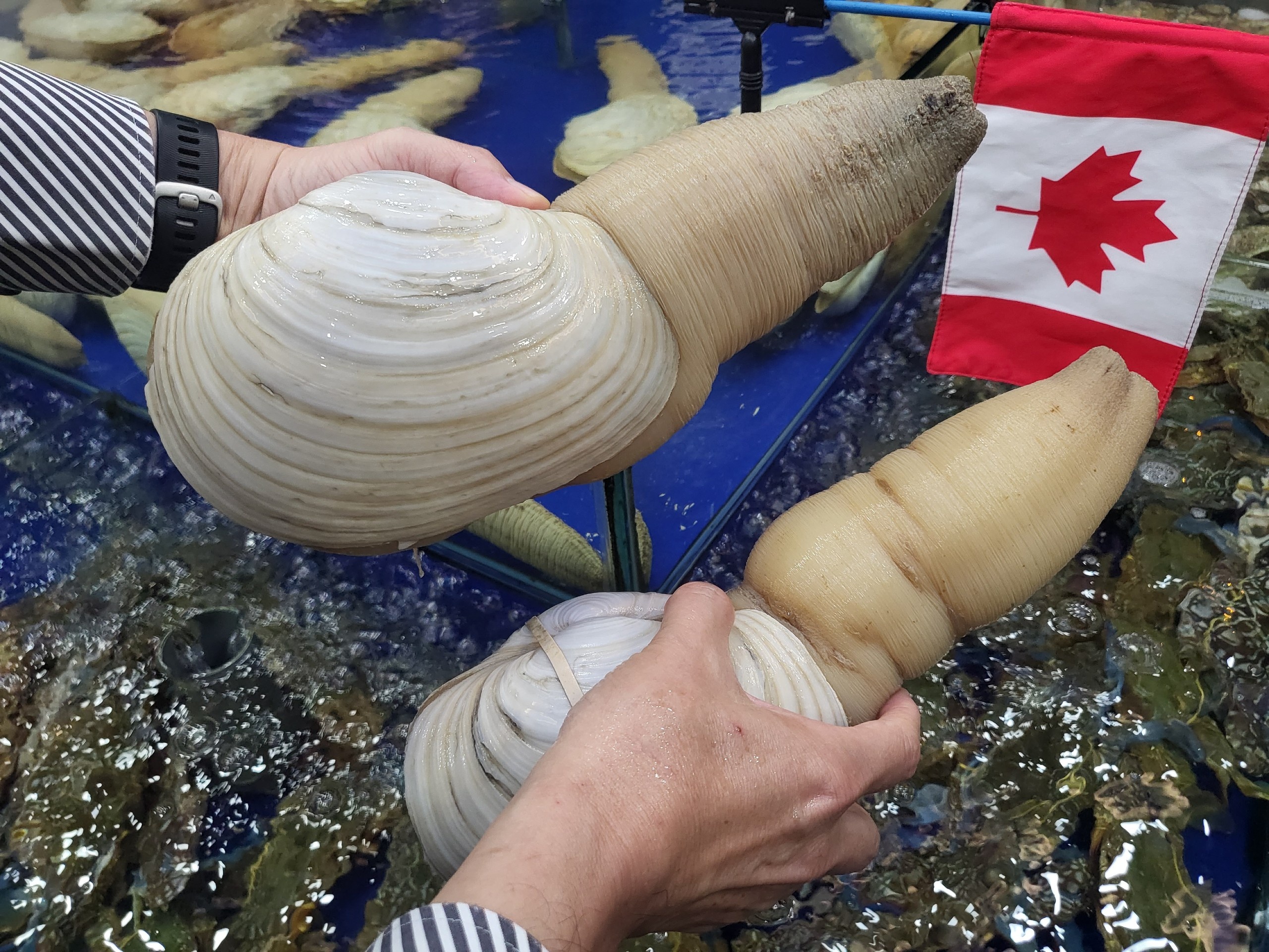 Cua hoang de, oc voi voi vao mua dat khach hinh anh