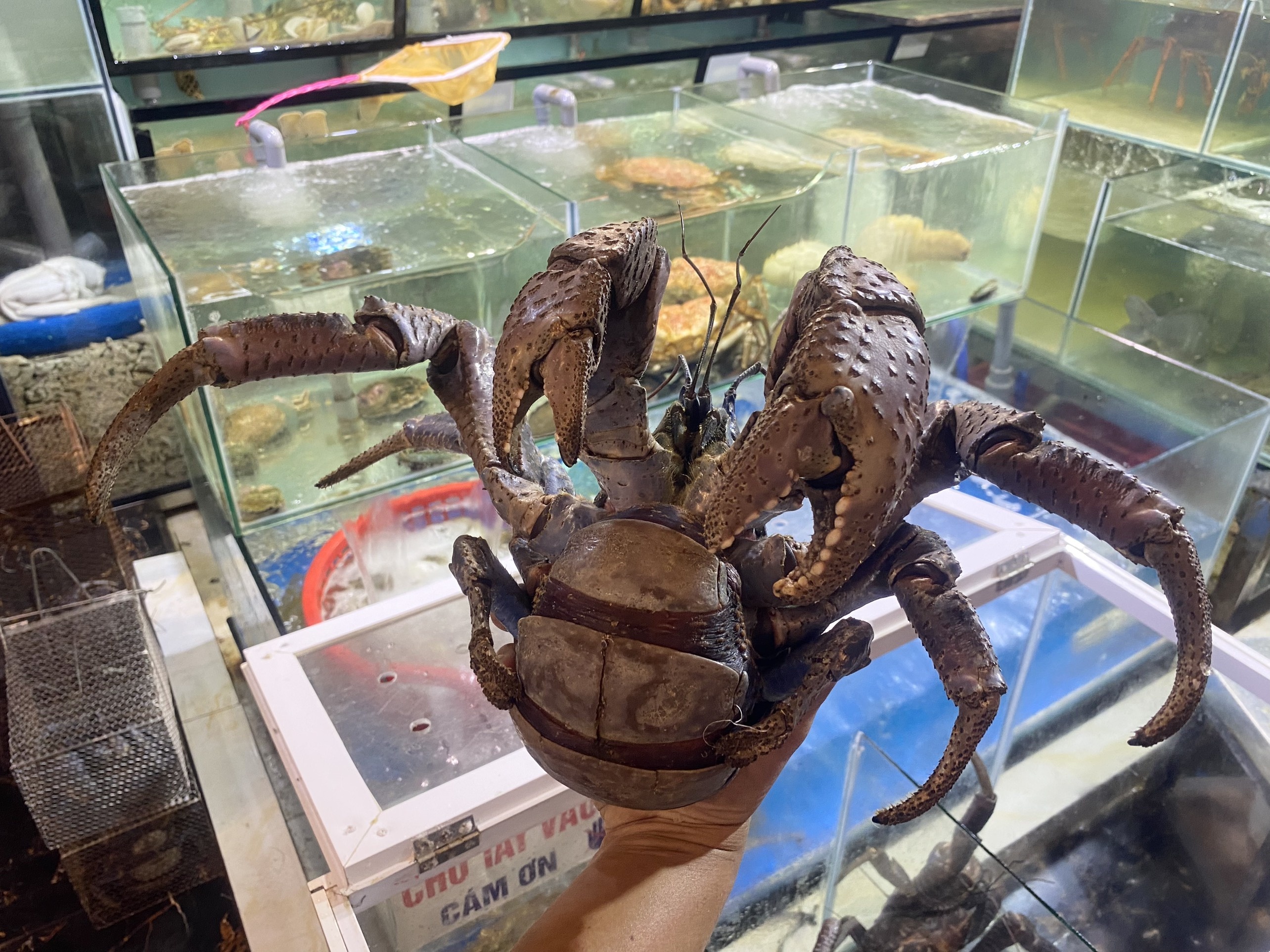 Hon 9 trieu dong mot con cua dua hinh anh