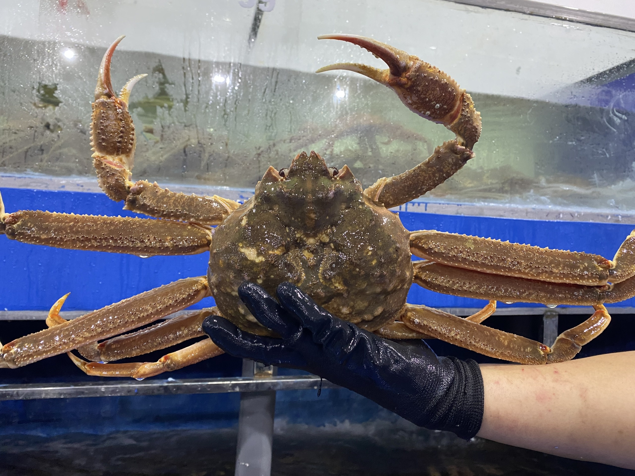 Gan 2 trieu dong mot con cua tuyet tuoi song hinh anh