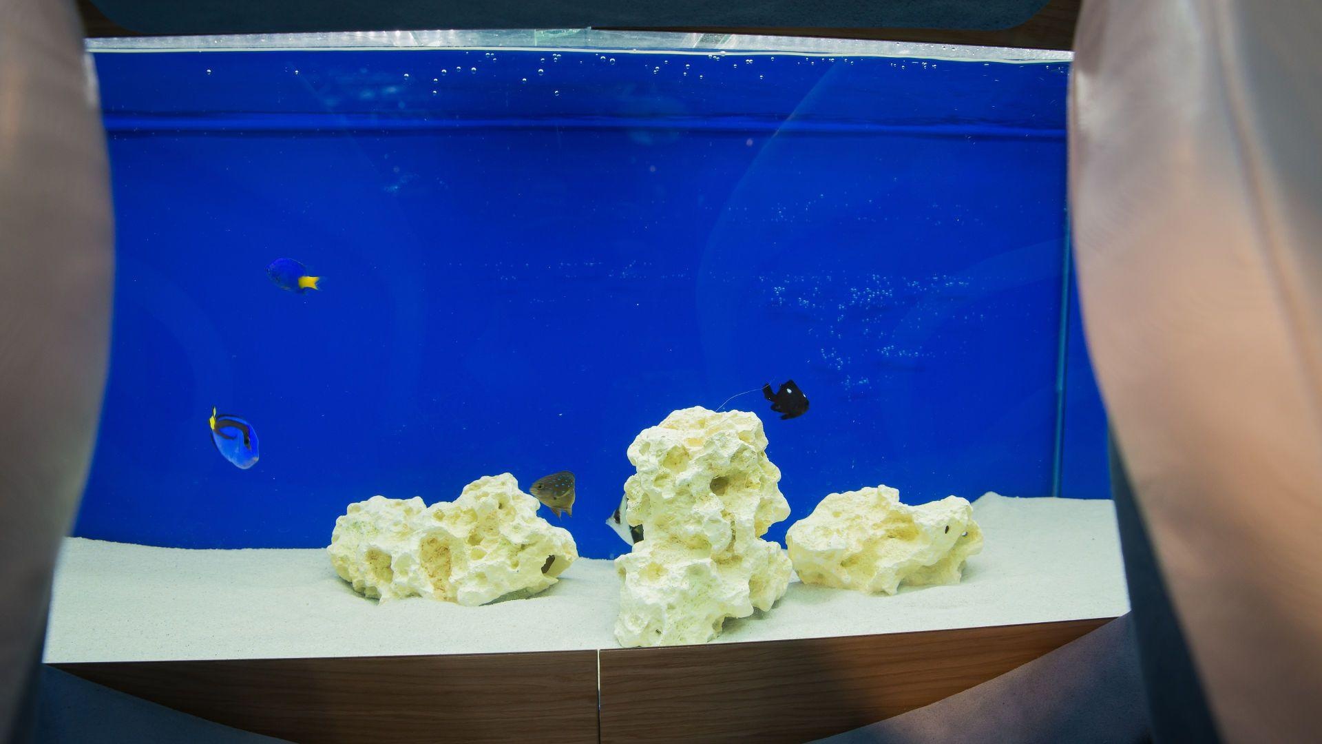 sieu xe Frangivento Charlotte Roadster anh 10