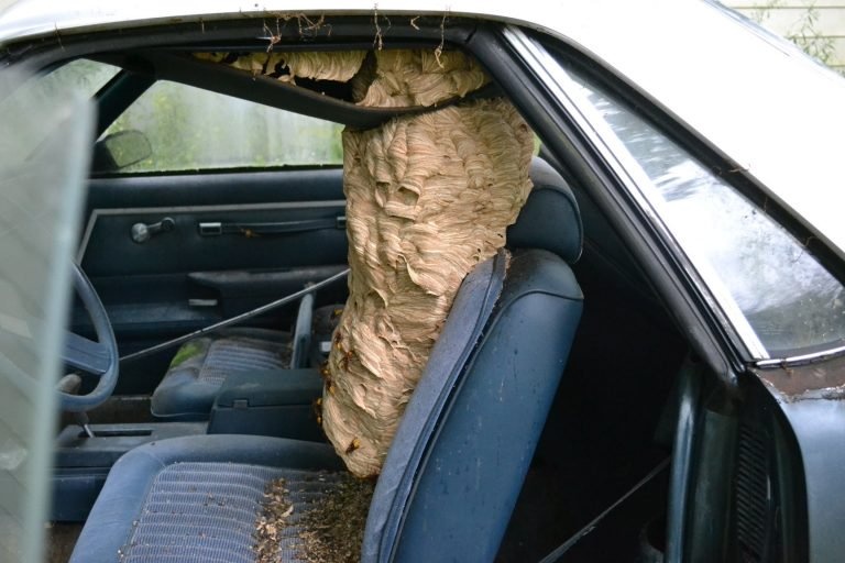 Pha to ong bap cay khong lo trong oto hinh anh