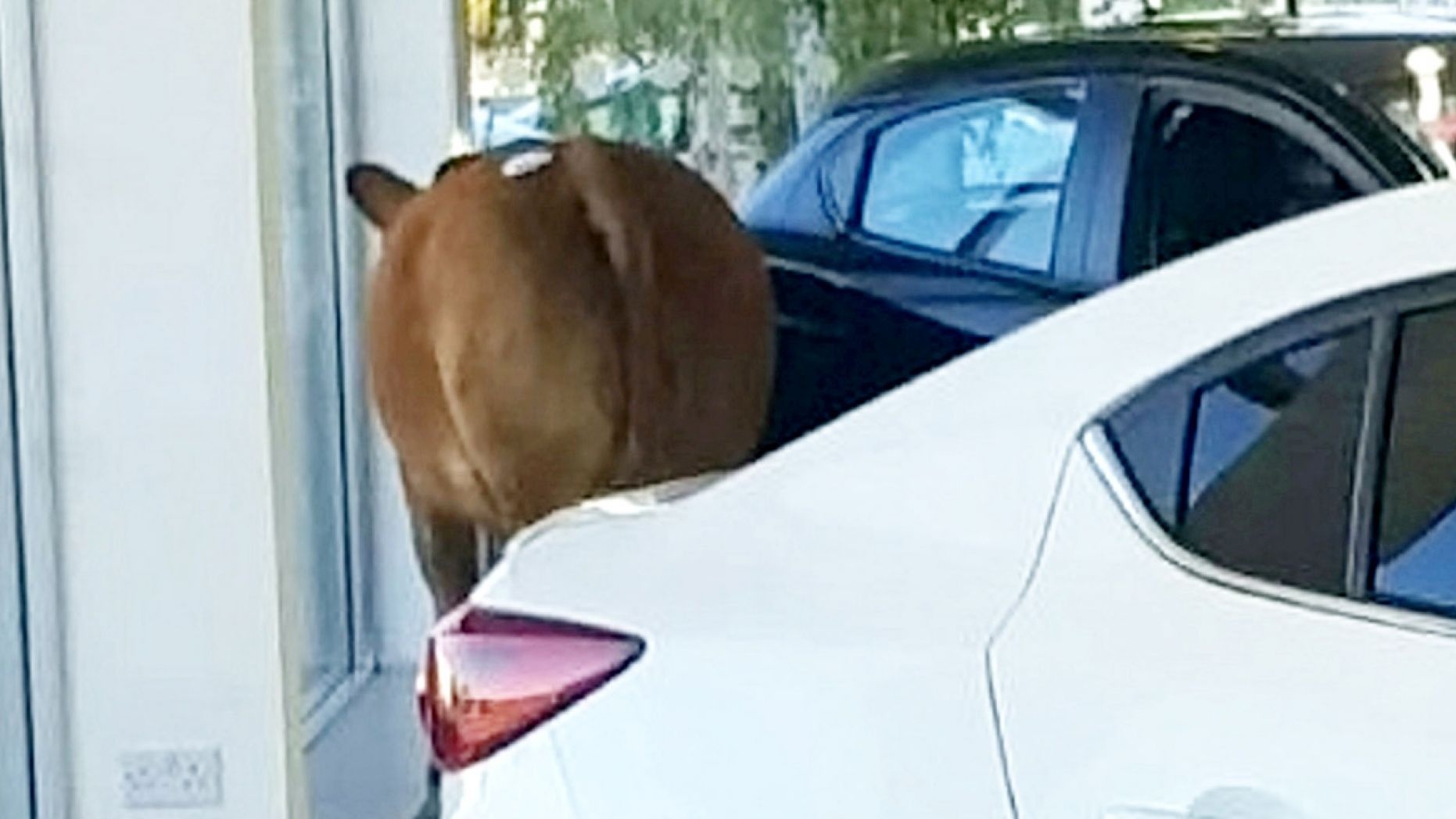 bo xong vao showroom pha xe anh 1