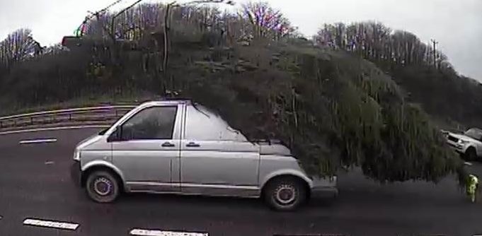 tai xe coi chung khi cho cay thong Noel anh 5