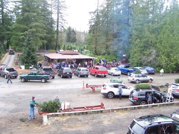 tai xe coi chung khi cho cay thong Noel anh 7