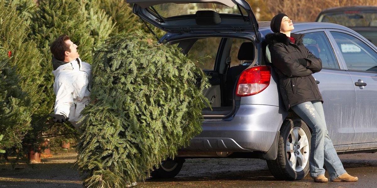 tai xe coi chung khi cho cay thong Noel anh 4