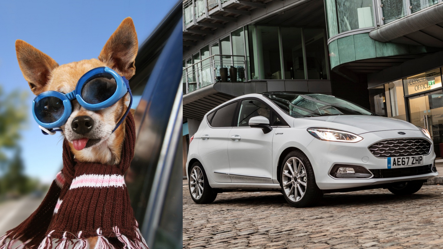 Bao hiem cho cho nuoi dat hon ca bao hiem cho xe sang hinh anh