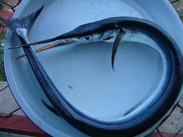 Ca 'la' dam vao co du khach Nga la ca nhai hinh anh