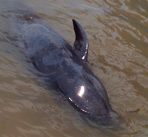 Dua con ca voi nang 1,5 ta tro ve bien khoi hinh anh