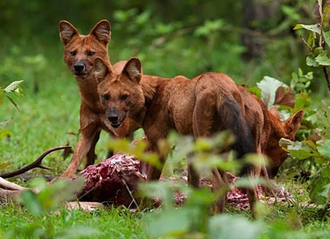 Soi lua - ac mong cua dong bao dan toc Tay Bac hinh anh