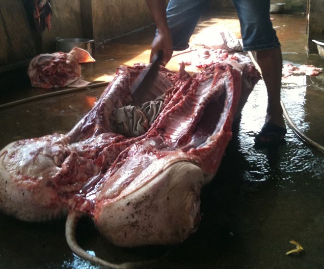 Thit lon chet 'let' tu lo mo toi ban an hinh anh