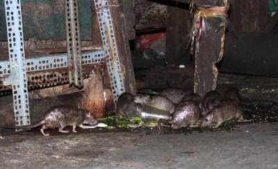 Chuot 'dai nao' Sai thanh hinh anh