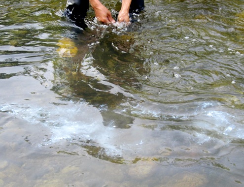 Chau gai do thuoc doc xuong dam tom, trai vit de tra thu di hinh anh
