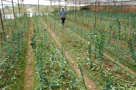 Trom don sach vuon hoa cat tuong tri gia 60 trieu dong hinh anh