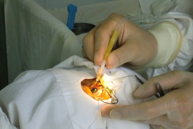 Vi 'bac si' giau mat chuyen chua tri cho gioi giang ho hinh anh