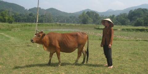 Pha an tu con bo sut tai 6 nam 'mat tich' hinh anh