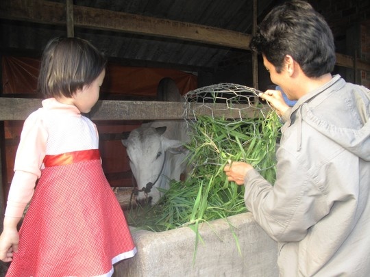 Sau giờ lên tòa, công việc của LS Đôn là phụ vợ chăm con và đàn bò.
