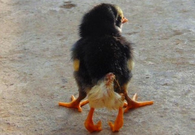 Chu ga moi no co 4 chan tai Nghe An hinh anh