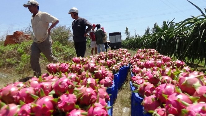 Ngoài 2,6 tấn thanh long bị quỵt tiền, bà Phước còn gánh thêm thiệt hại khi bán rẻ 3,4 tấn thanh long còn lại.
