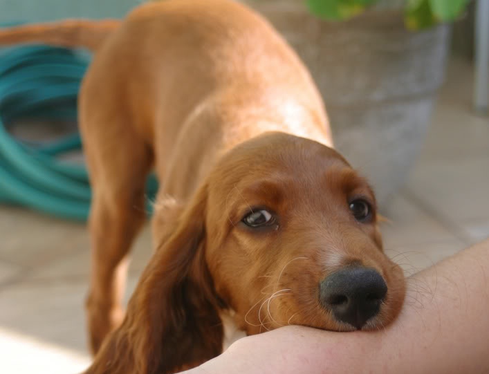 Doi boi thuong 22 trieu dong khi cho can hinh anh