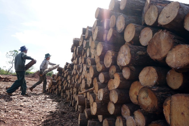 Can bo giu rung thong dong voi lam tac hinh anh