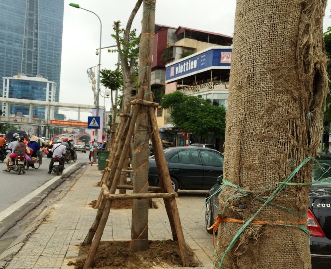 Ha Noi bat dau thay cay xanh tren duong Nguyen Chi Thanh hinh anh
