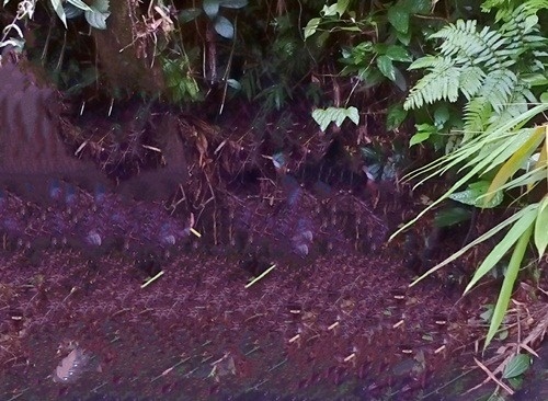 Ban thung tim em trai vi nham la thu rung hinh anh