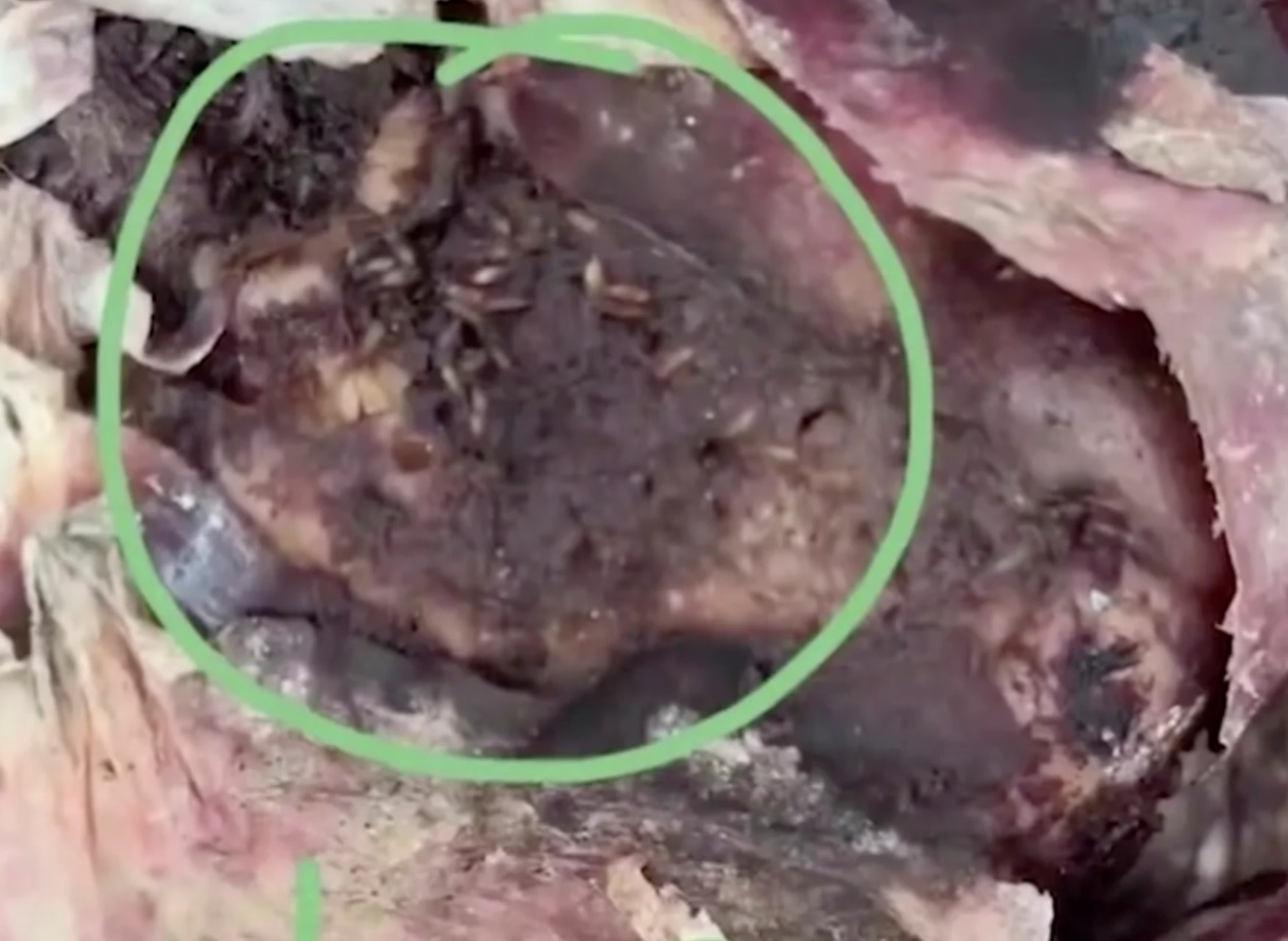 clip to truong cho tre an thit co gioi anh 1