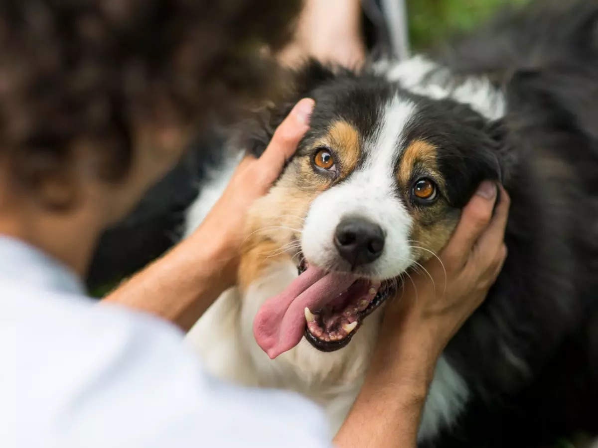 Phong ngua lay nhiem dau mua khi o dong vat hinh anh