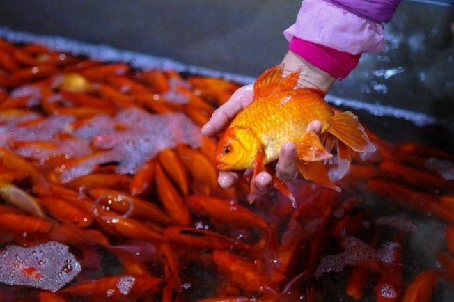 Co nhat thiet phai cung va tha ca chep trong ngay ong Cong, ong Tao? hinh anh