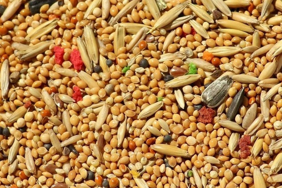 Cay ke giup ngan ngua benh hen suyen nhu the nao? hinh anh