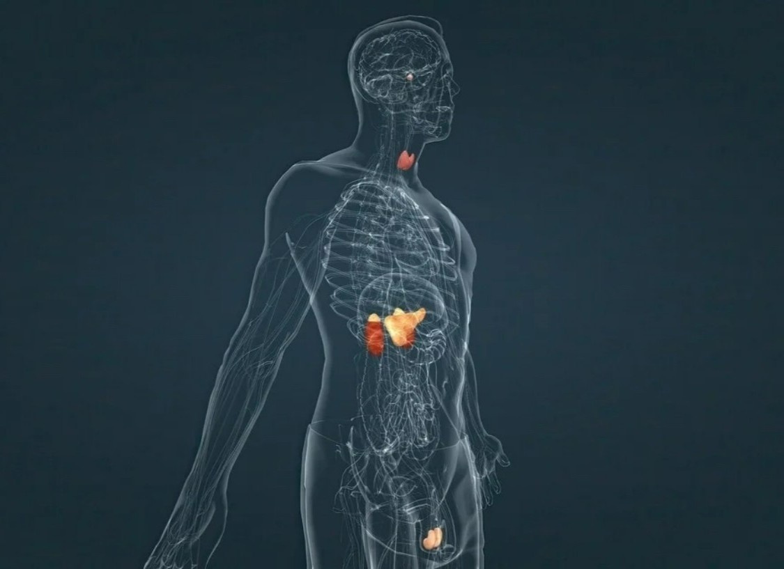 Anh huong cua virus SARS-CoV-2 den he thong noi tiet con nguoi hinh anh