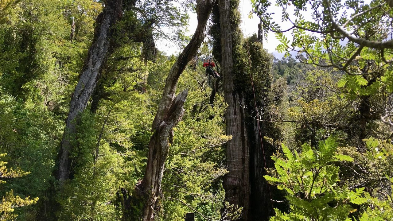 cay co thu lau doi anh 1