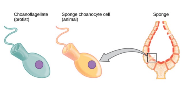 loai dong vat dau tien anh 1