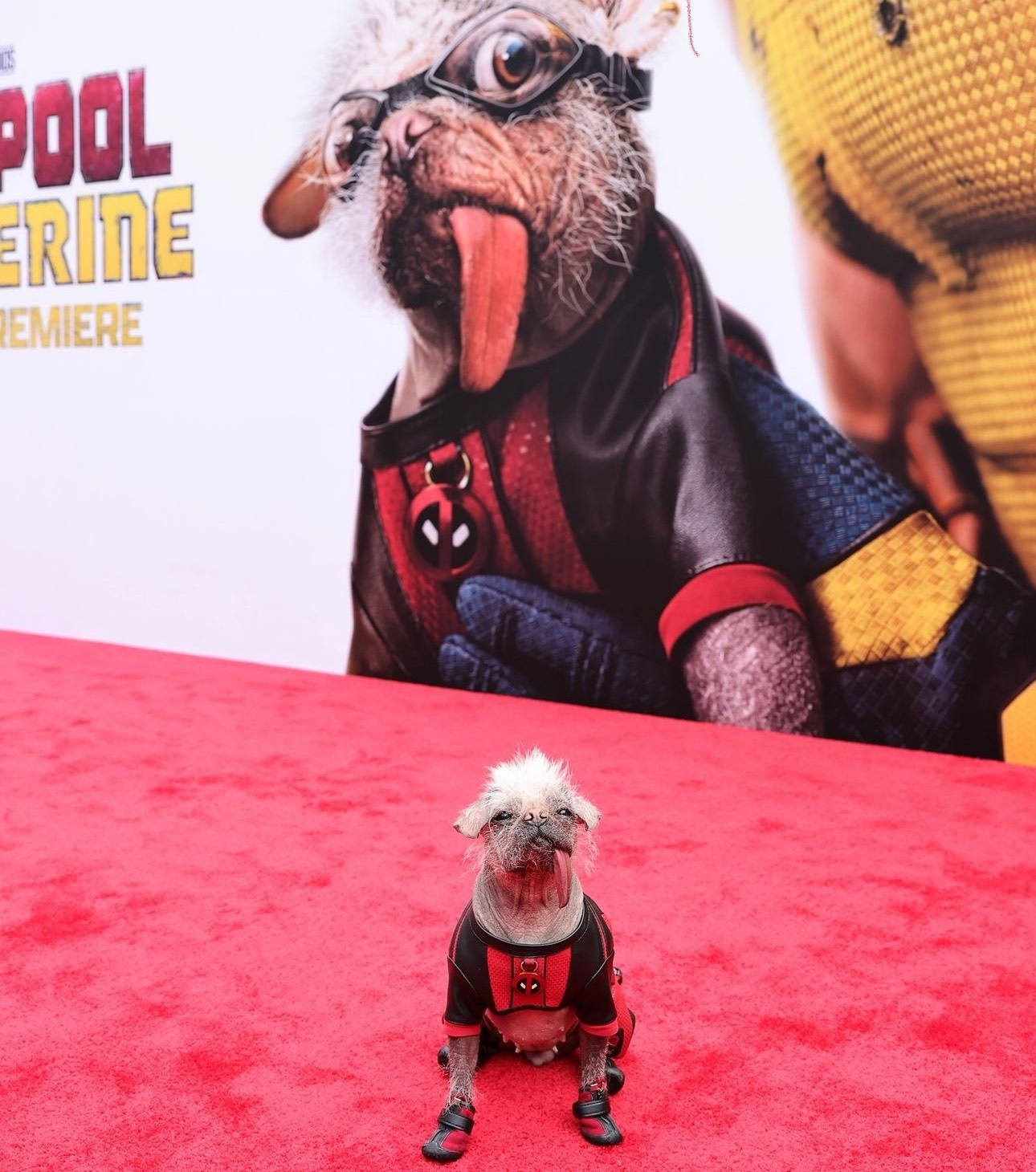 Dogpool,  Deadpool,  Deadpool & Wolverine anh 8