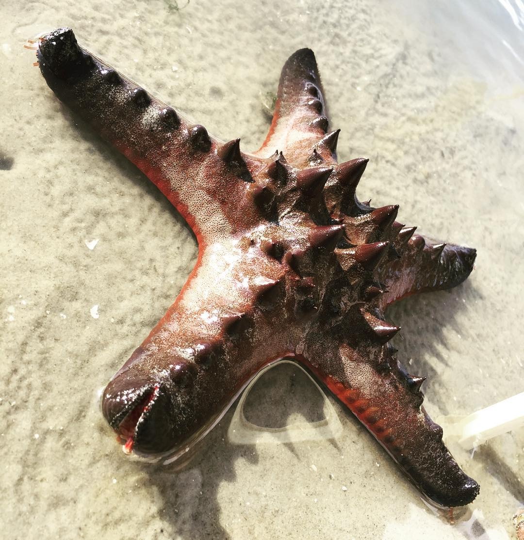 Dia diem cho nguoi yeu dong vat o Singapore anh 2