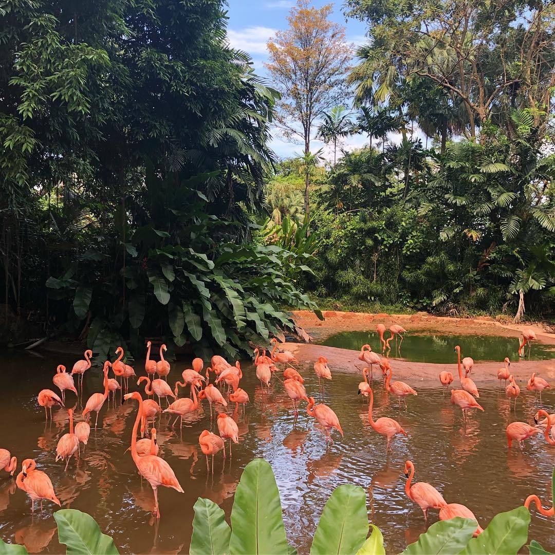 Dia diem cho nguoi yeu dong vat o Singapore anh 11