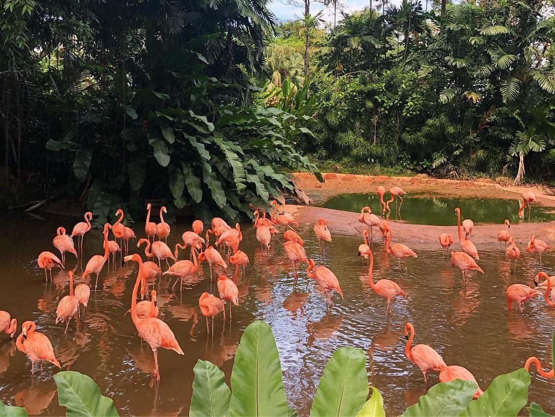 5 noi thu hut o Singapore danh cho nguoi yeu dong vat hinh anh