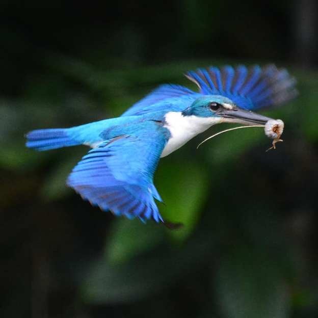 Dia diem cho nguoi yeu dong vat o Singapore anh 1