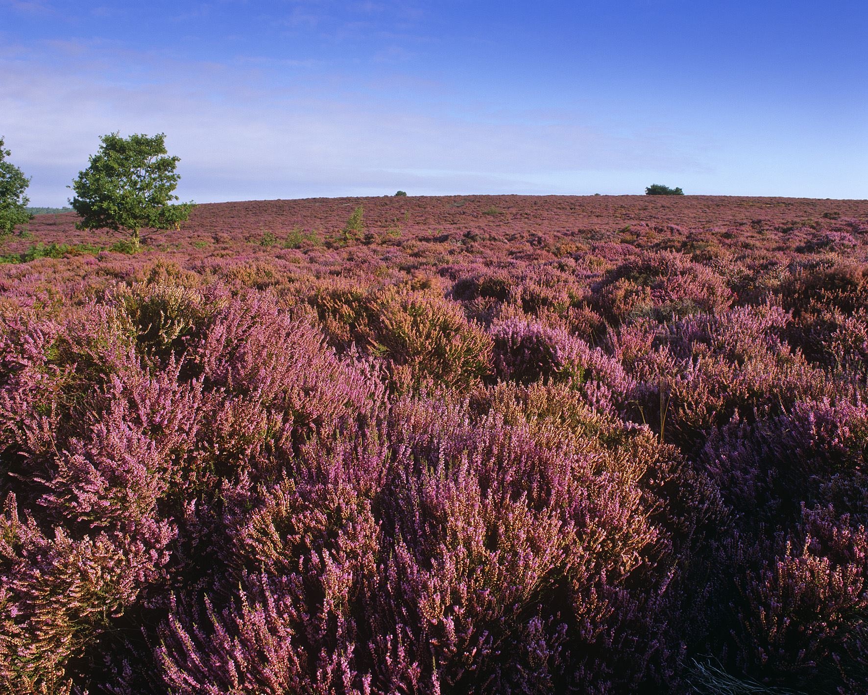Du lich chau Au mua Giang sinh anh 3