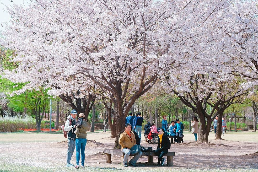 Du lich nuoc nao o chau A de ngam hoa anh dao? hinh anh