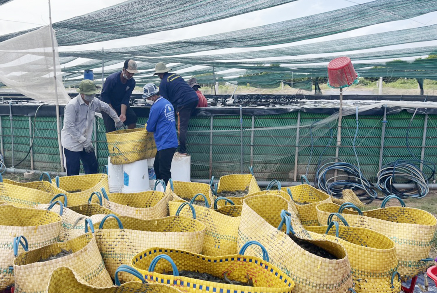 Gia tom tang cao anh 2